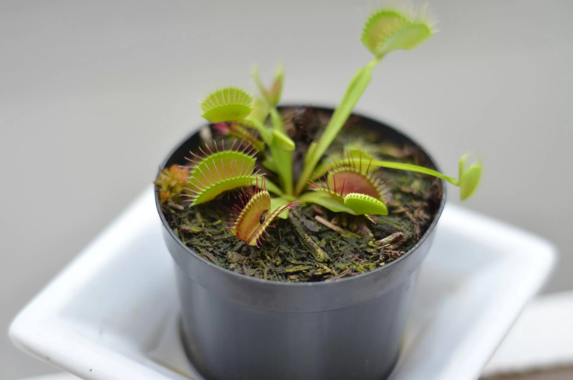 Read more about the article Venus Flytrap, Tumbuhan Pemakan SERANGGA